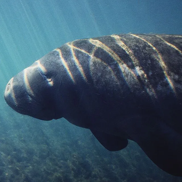 thumbnail for publication: Third Grade Manatee Curriculum—Lesson 16: Sharing What We Know about Manatees